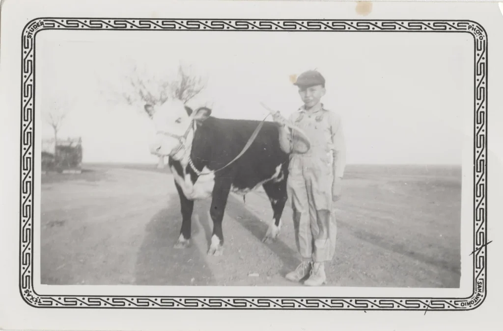 4-H member Calvin Hamann with a Hereford steer, c. 1940s. -Courtesy of Calvin Hamann