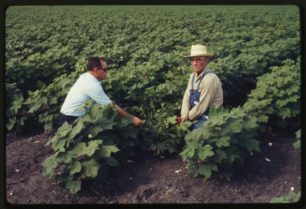 Travis County farmers, 1963. -Courtesy of the Texas A&M AgriLife Extension Service