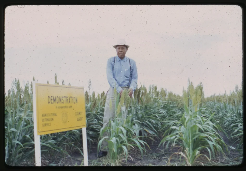 Travis County demonstration field, 1963. -Courtesy of the Texas A&M AgriLife Extension Service