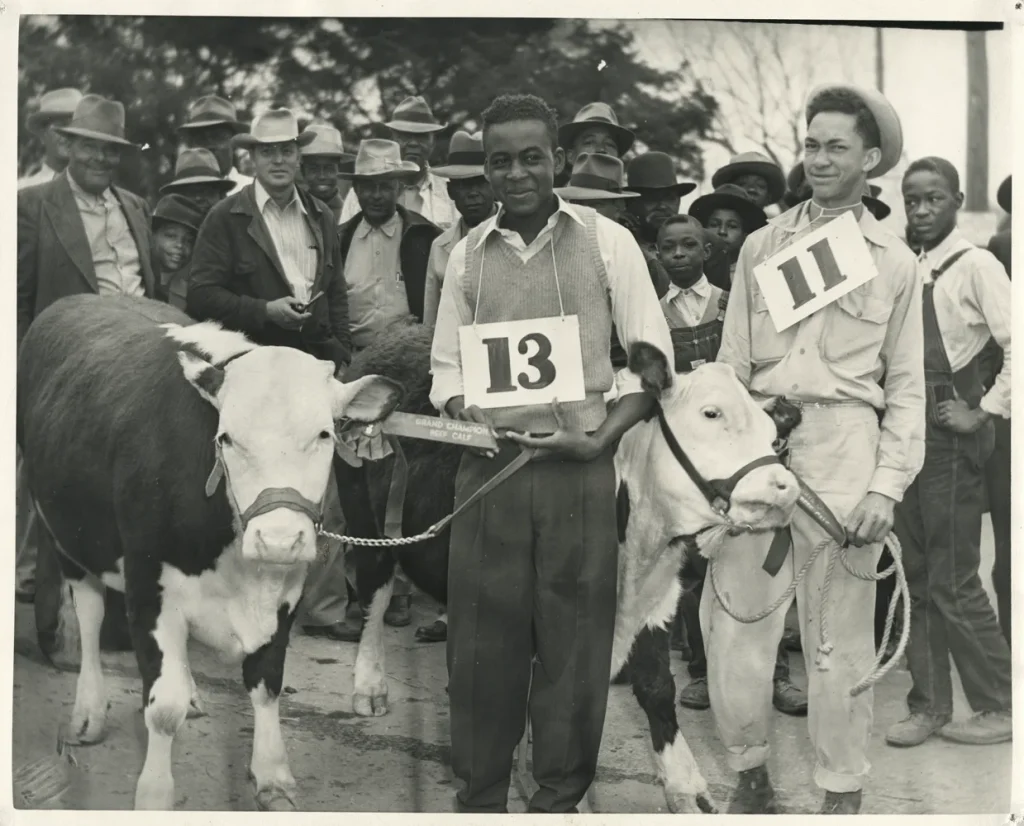 Grand Champion beef calf at the Travis County Livestock Show, 1948. -Photo No. AR 2000.025(71), Austin History Center, Austin Public Library