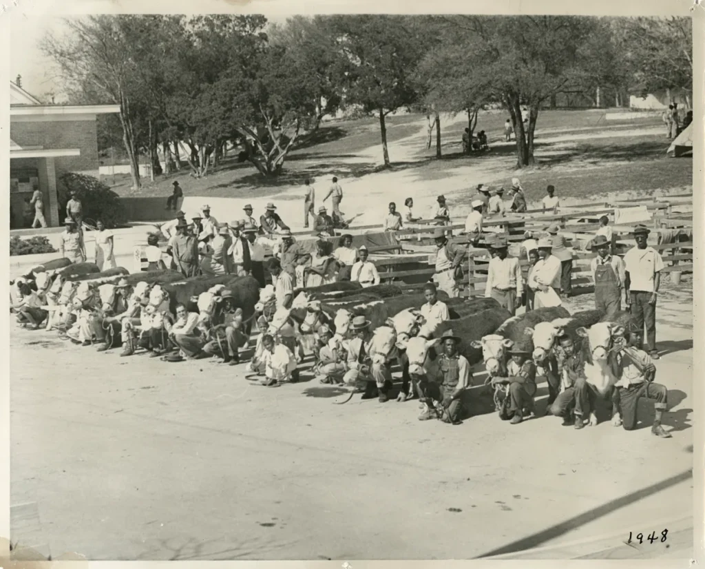 4th annual Travis County Livestock Show, 1948. -Photo No. AR 2000.025(73), Austin History Center, Austin Public Library