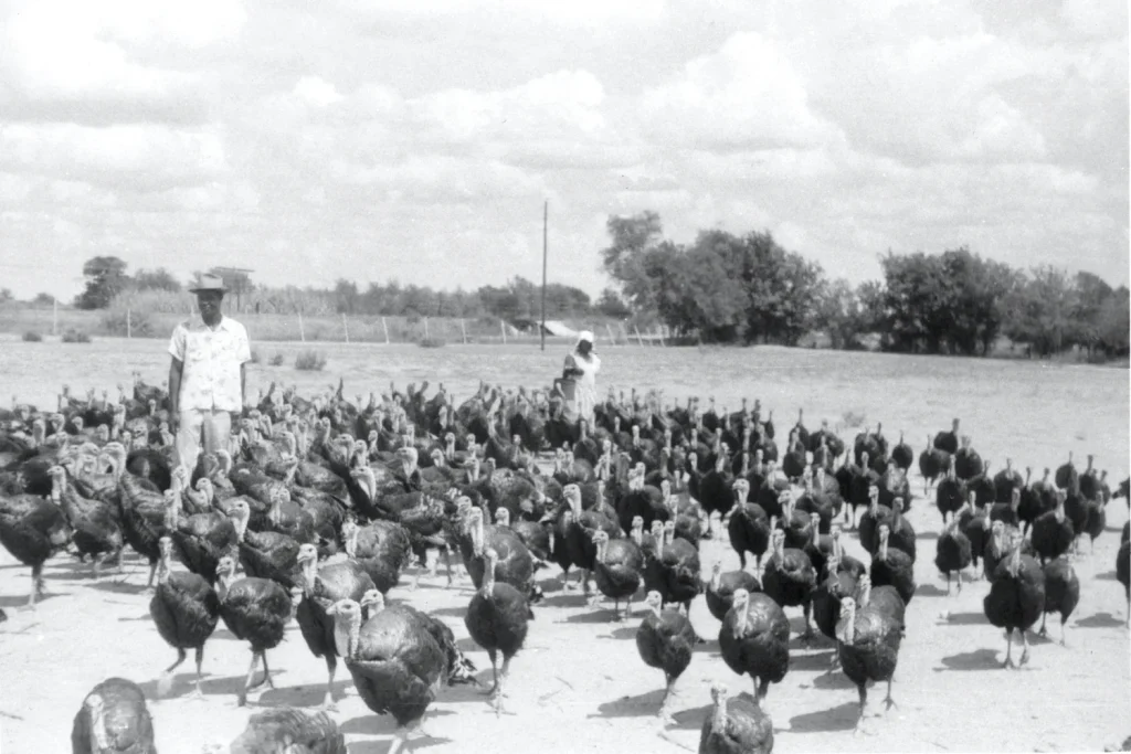 Local turkey farm, 1957. -Photo No. AR 2000.025(83), Austin History Center, Austin Public Library