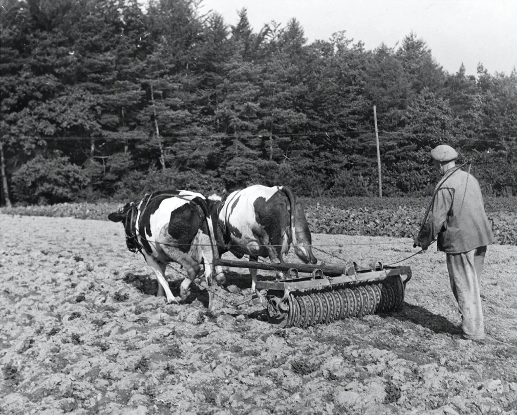Two dairy cows pulling a plow, undated. -Photo No. C03372, Austin History Center, Austin Public Library