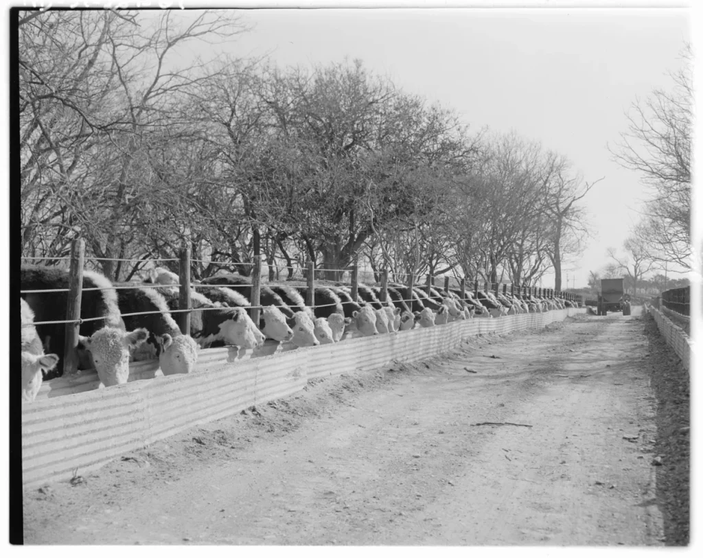 Austin area livestock, 1951. -Photo No. ND-51-287-01, Austin History Center, Austin Public Library