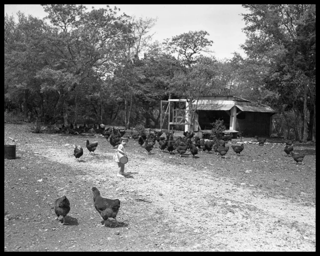 Chickens on a farm, 1949. -Photo No. ND-49-133-03, Austin History Center, Austin Public Library