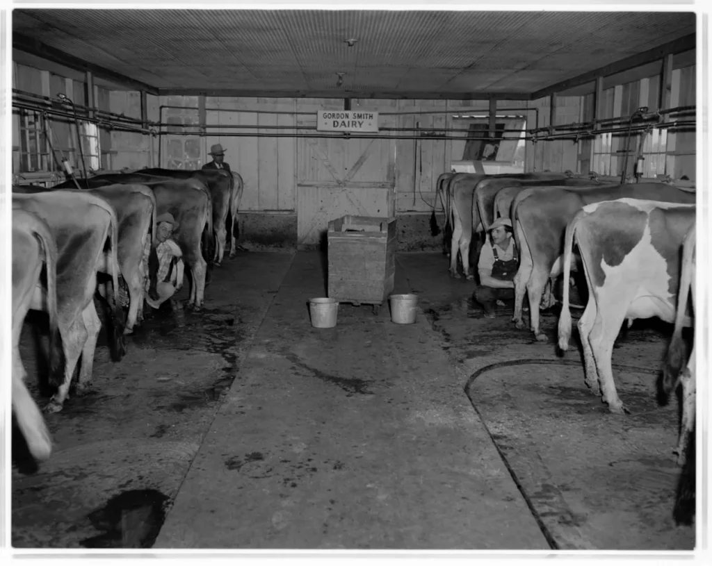 Interior of the Gordon Smith Dairy, 1953. -Photo No. ND-53-490-01, Austin History Center, Austin Public Library