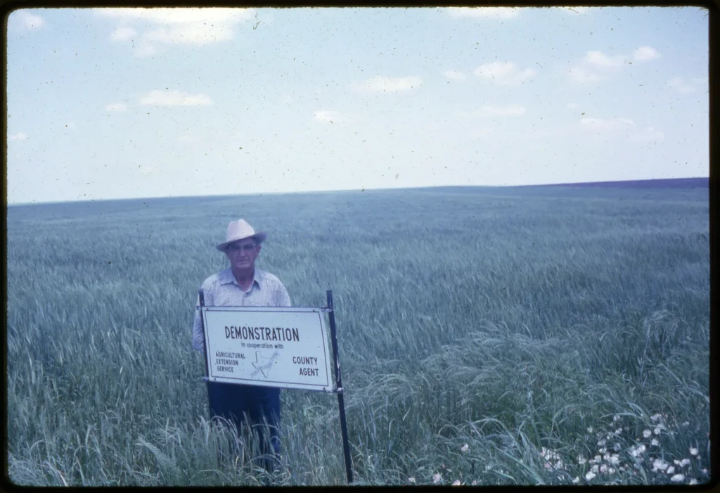 Demonstration field, 1962. -Courtesy of the Texas A&M AgriLife Extension Service