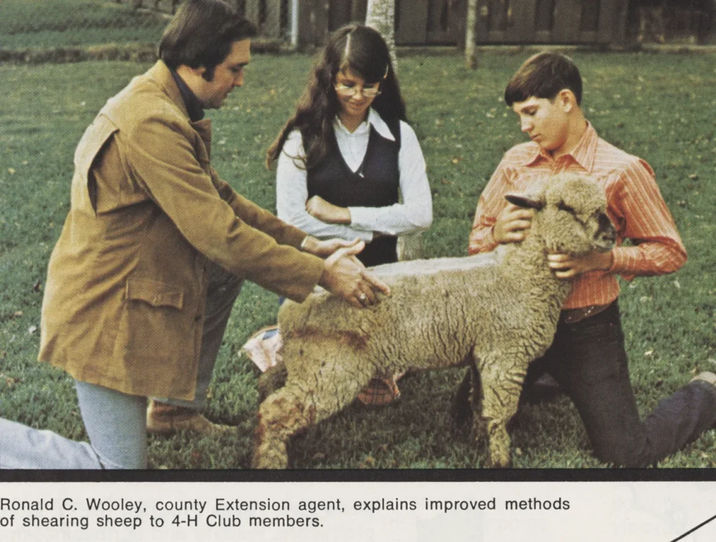 Ronald C. Wooley, county Extension agent, explains sheep shearing methods to 4-H members. -Texas Agricultural Extension Service Annual Report, 1974