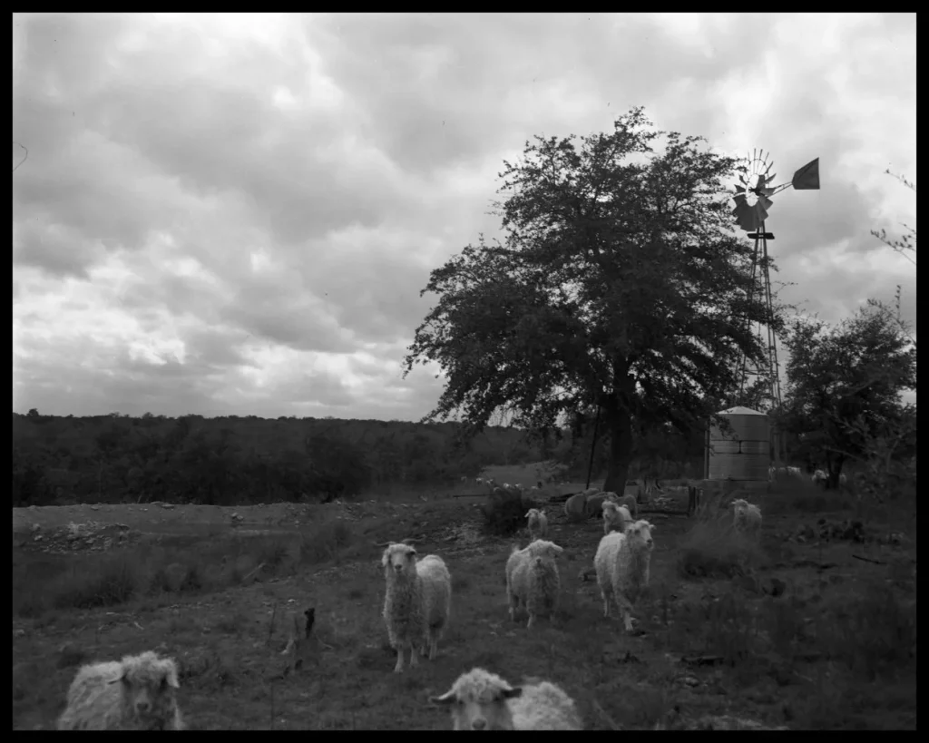 Sheep at pasture, 1965. -Photo No. ND-65-198-01, Austin History Center, Austin Public Library