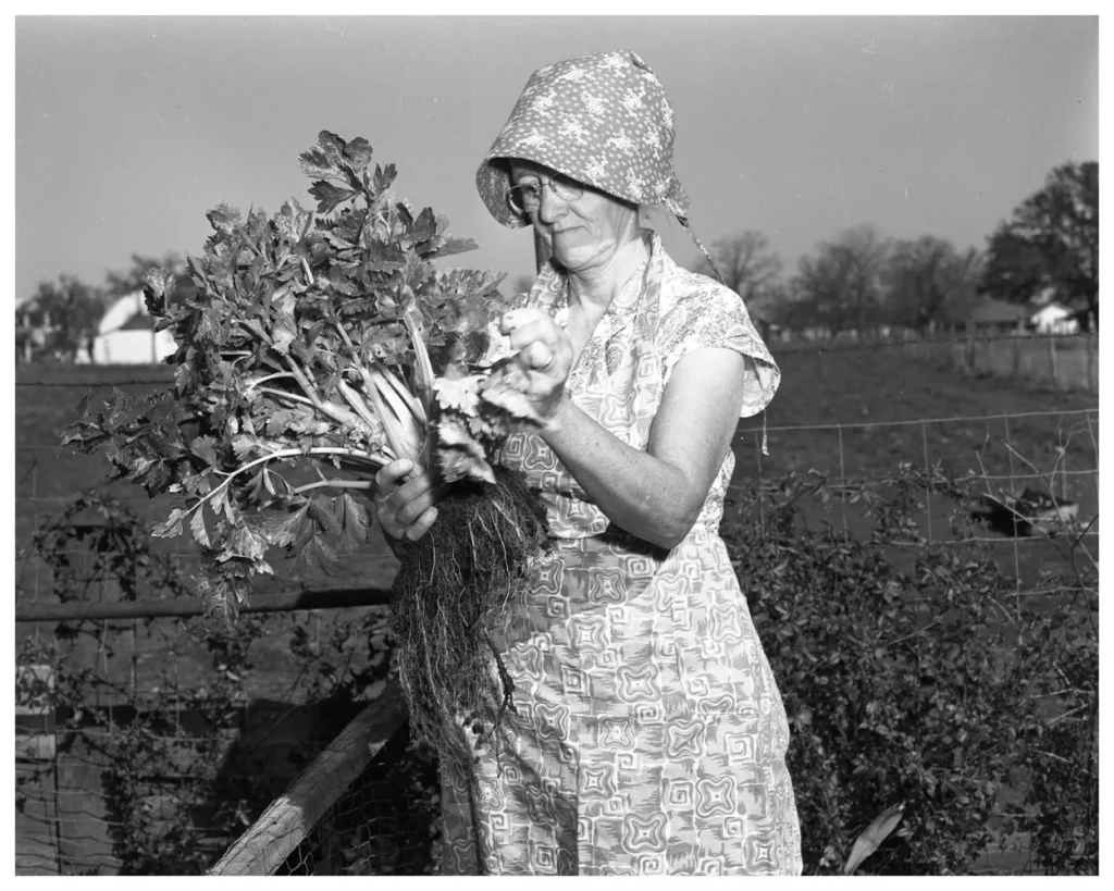 Woman picking celery, 1953. -Photo No. ND-53-187-04, Austin History Center, Austin Public Library